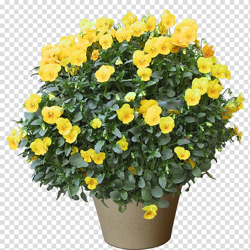 yellow petaled flowers in gray pot, Bonsai transparent background PNG clipart