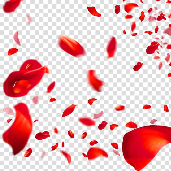 Beach rose Petal Red Flower, Rose petal transparent background PNG clipart