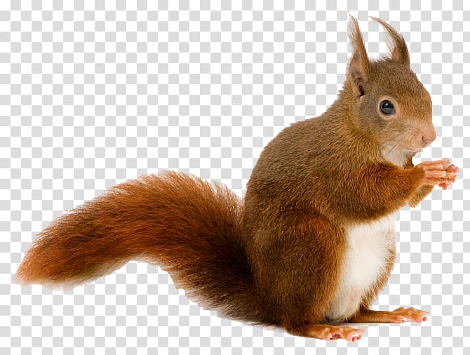 Squirrel Desktop Cat, sixty-one transparent background PNG clipart