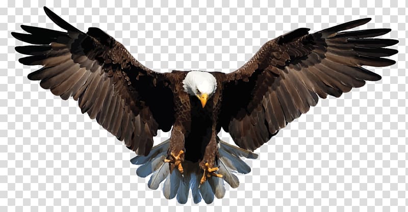 bald eagle illustration, Bald Eagle White-tailed Eagle Drawing , eagle transparent background PNG clipart