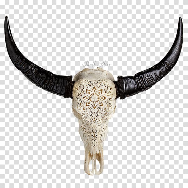 Cattle Horn Animal Skulls Water buffalo, buffalo skull transparent background PNG clipart