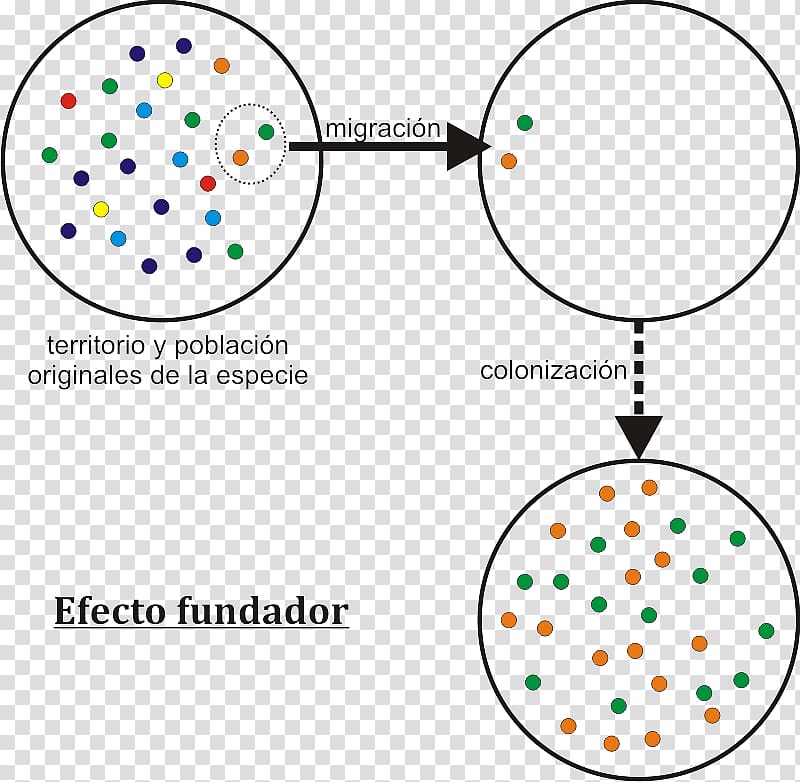 Founder effect Genetic drift Speciation Genetics Evolution, lighting effects transparent background PNG clipart