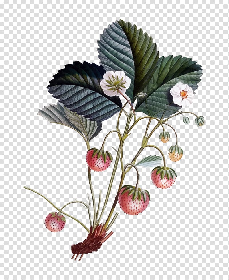 Botanical illustration Drawing Flowers Botany, strawberry transparent background PNG clipart
