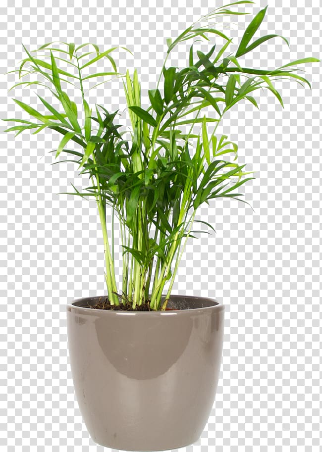 Arecaceae Chamaedorea elegans Houseplant Spineless yucca