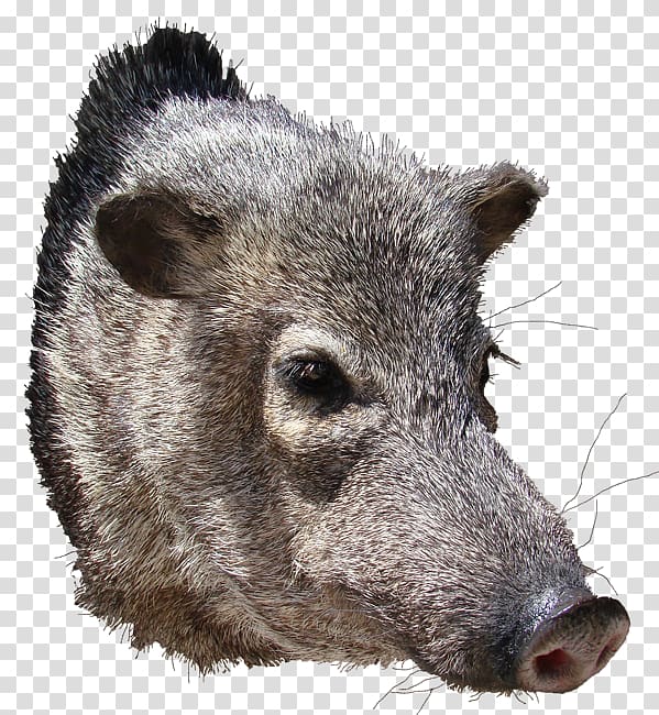 Peccary Wild boar AZ Wildlife Creations Snout, big show transparent background PNG clipart