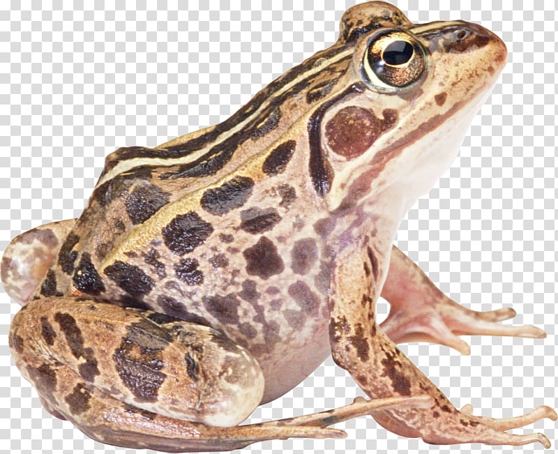 Amphibian Frog, Common Iguanas transparent background PNG clipart