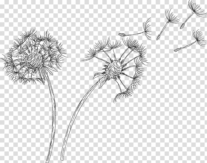 Drawing Common Dandelion , dandelion transparent background PNG clipart