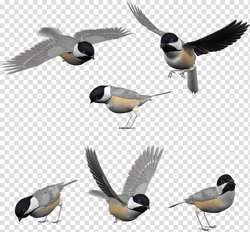 Bird Duck Cygnini Postales Originales/Making Cards Northern cardinal, Bird transparent background PNG clipart