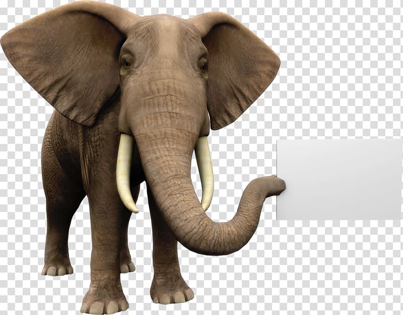 African elephant Holding company, Cute elephant transparent background PNG clipart