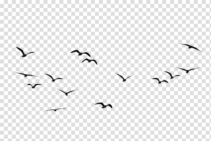 flying black birds illustration, Bird Flock , Birds transparent background PNG clipart