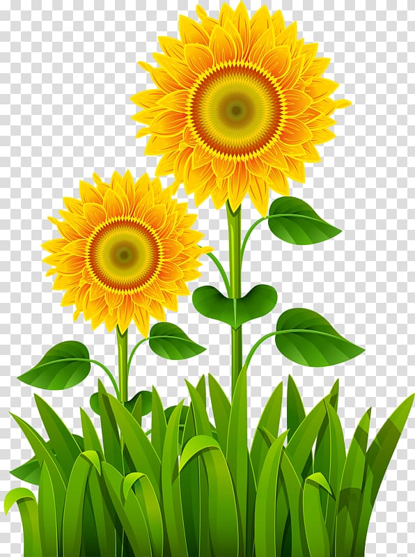 Lawn , Sunflower Sisters transparent background PNG clipart