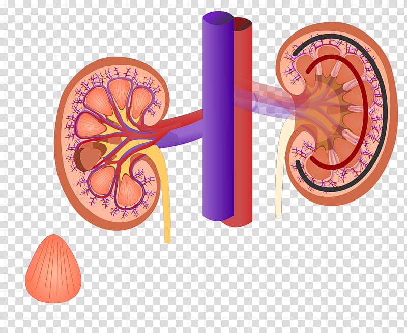 Excretory system Organ Renal sinus Kidney Renal medulla, kidney transparent background PNG clipart