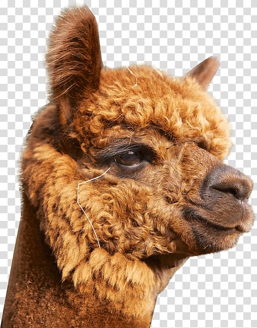 Alpaca Alpakazuchthof Oberberg Llama Nickel silver Balingen, Mochito transparent background PNG clipart