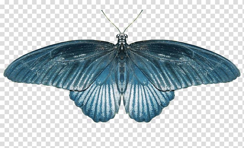 Butterfly Wikia Old School RuneScape Computer file, Butterfly transparent background PNG clipart