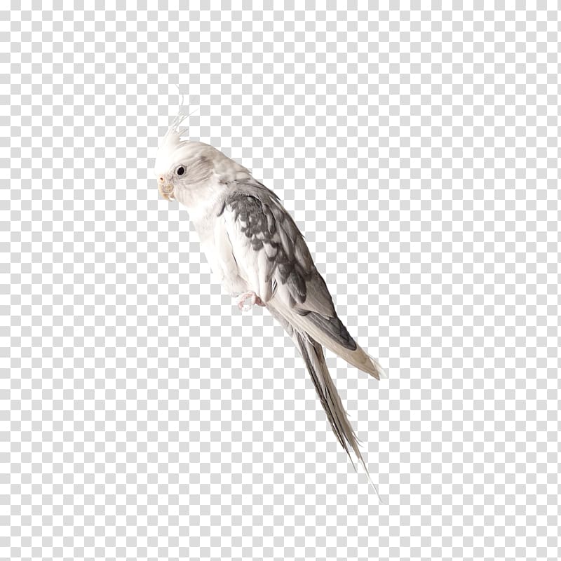 Bird True parrot, Cute bird transparent background PNG clipart