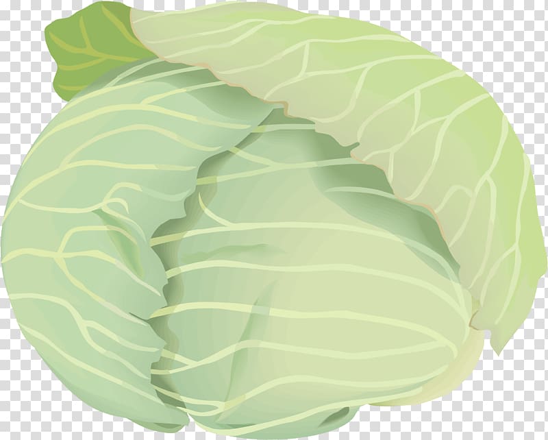 Collard Greens Cabbage Copyright-free Illustration Public domain, cabbage transparent background PNG clipart