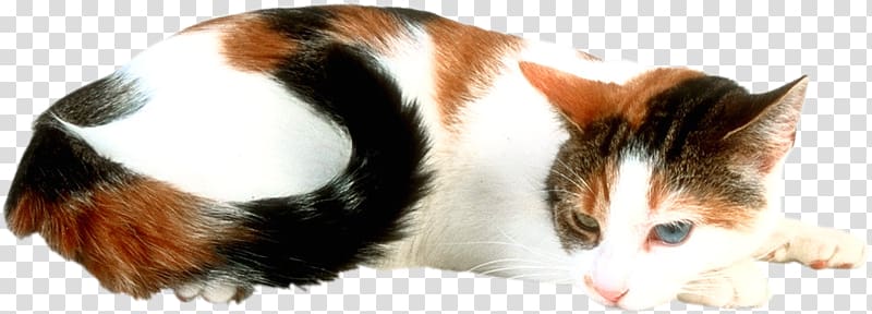 Cat Kitten Magic square Moonstone, Cat transparent background PNG clipart