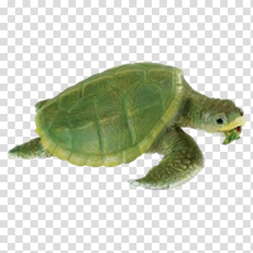 Kemp\'s ridley sea turtle Safari Ltd Reptile, turtle transparent background PNG clipart