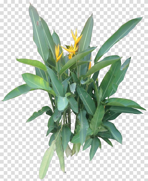 yellow petaled flowers illustration, Herbaceous plant Flowerpot Houseplant, tropical plant transparent background PNG clipart