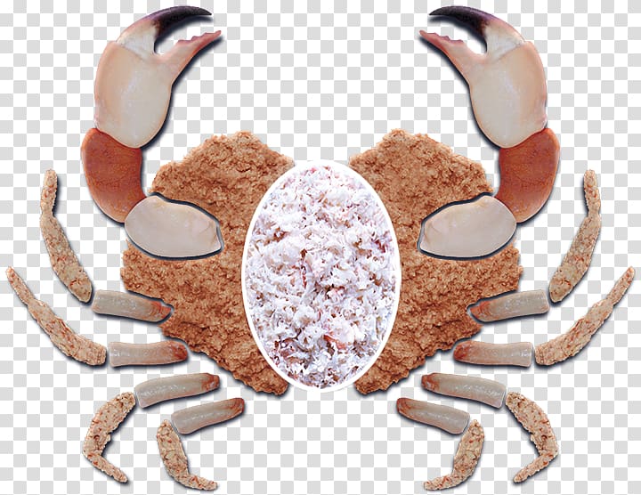 Dungeness crab Lobster Crab meat Chesapeake blue crab, crab transparent background PNG clipart