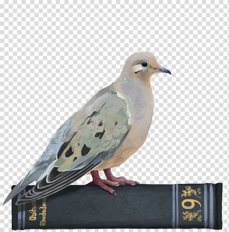 Hatoful Boyfriend Homing pigeon English Carrier pigeon dove Killing Stalking, pigeon transparent background PNG clipart
