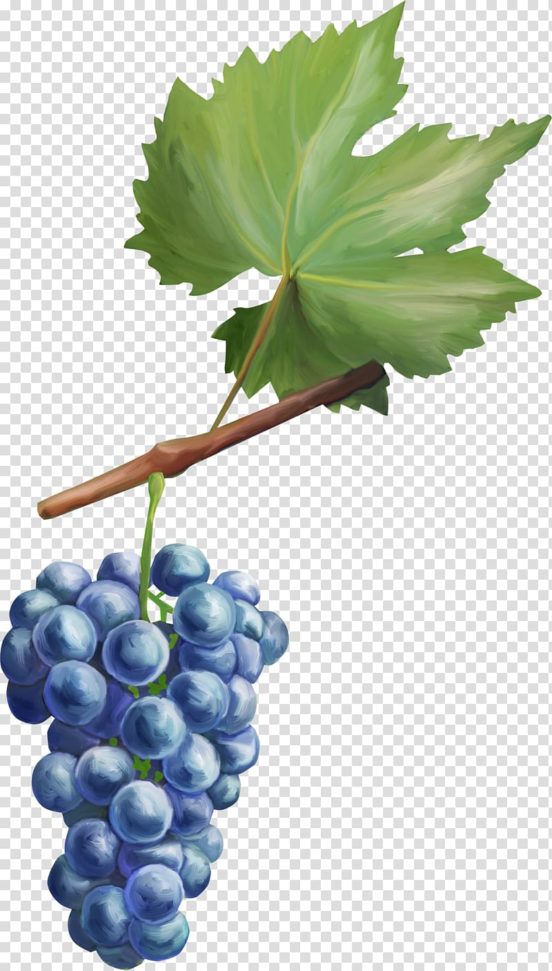 Common Grape Vine Fruit Grape leaves Berry, grape transparent background PNG clipart