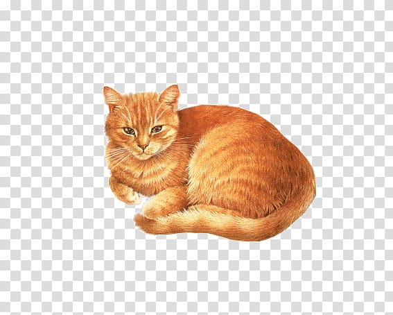 tabby cat transparent background PNG clipart