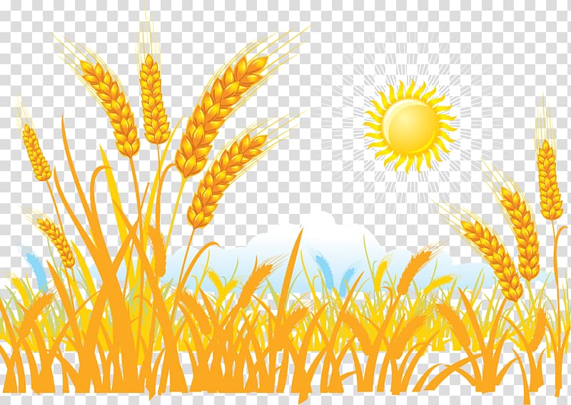 Wheat Sticker , Harvest the grain of wheat transparent background PNG clipart