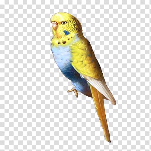 Parakeet Centerblog Macaw Feather, others transparent background PNG clipart