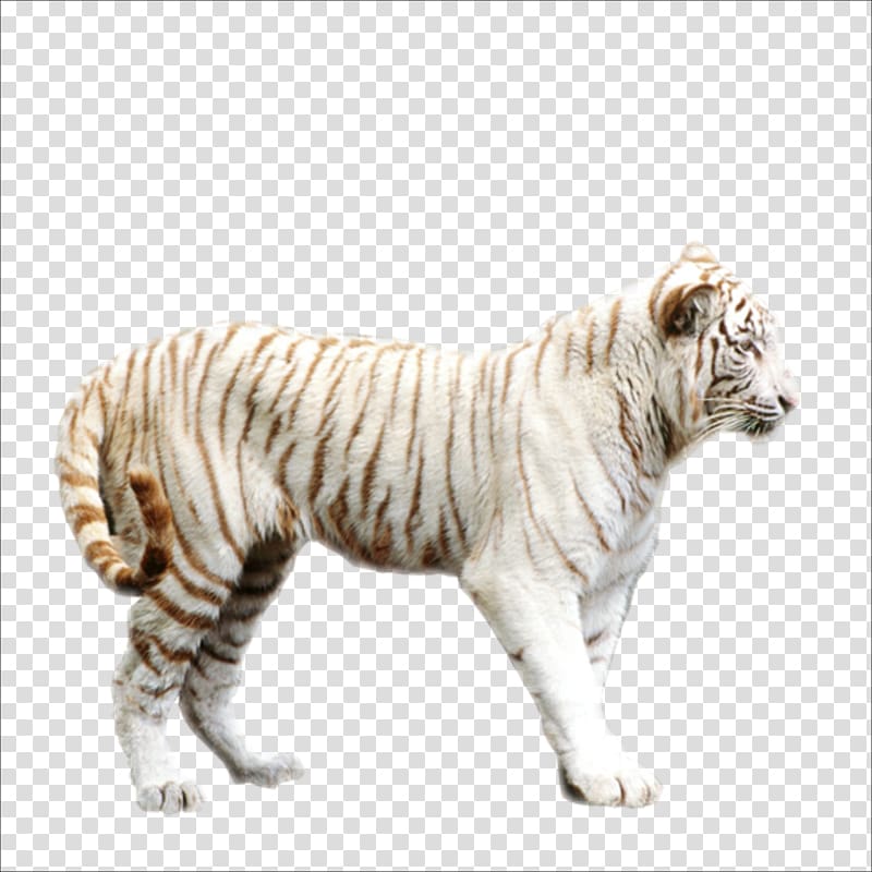 Leopard Lion Bengal tiger South China tiger, tiger transparent background PNG clipart