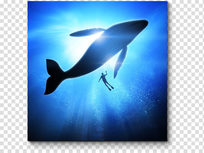 Dolphin Cetaceans Humpback whale Omura\'s whale Blue Whale, dolphin transparent background PNG clipart