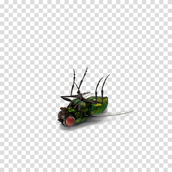 green fly , Insect Fly, Green dead flies transparent background PNG clipart