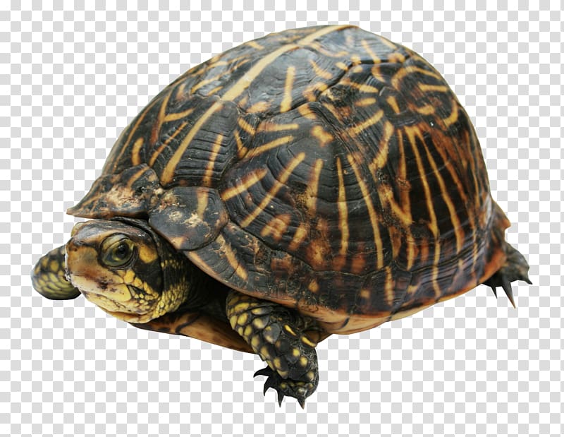 Eastern box turtle Common snapping turtle, turtle transparent background PNG clipart