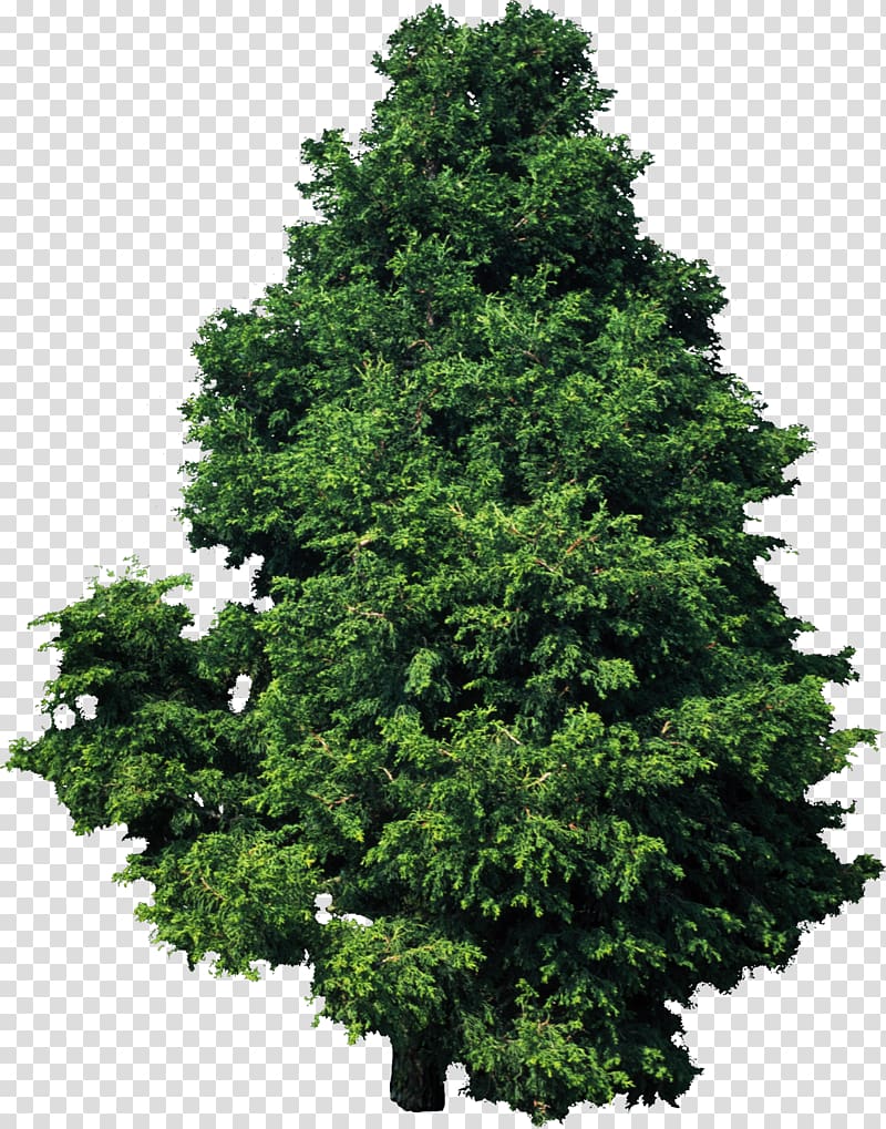green leafed tree, Tree Plant Hinoki cypress Deodar cedar Pine, bushes transparent background PNG clipart