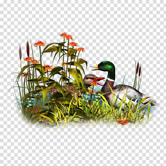 Duck Bird , duck transparent background PNG clipart
