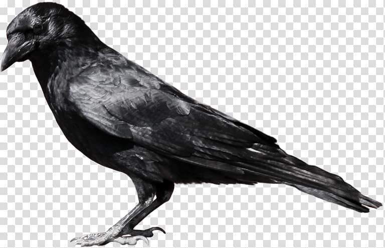 Crow , Crow logo transparent background PNG clipart