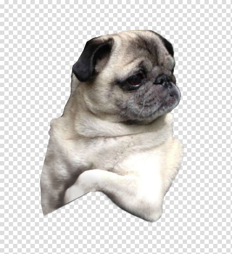 Pug Puppy Dog breed Companion dog, pug transparent background PNG clipart