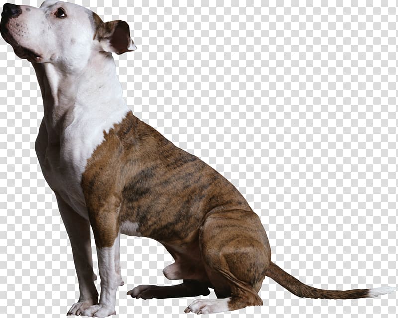 American Pit Bull Terrier American Staffordshire Terrier Clicker Training for Obedience: Shaping Top Performance--positively Dog breed Clicker training for dogs, Talygarn Equestrian Centre transparent background PNG clipart