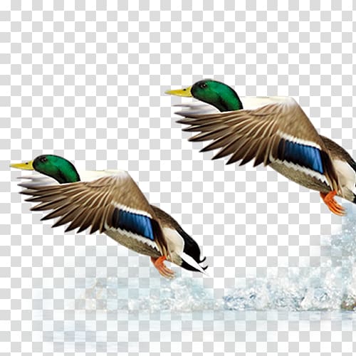 Mallard Duck Goose, Button Water Fly transparent background PNG clipart