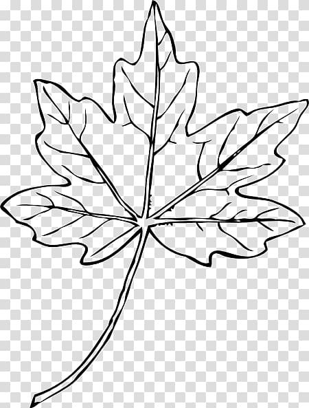 Maple leaf Drawing , Of Maple Leaves transparent background PNG clipart