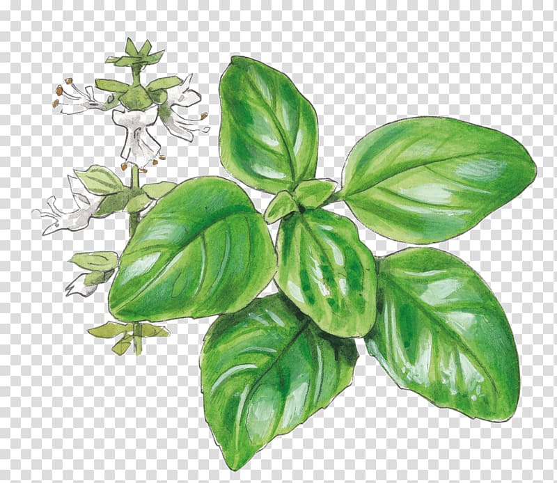Basil Pianta aromatica Garden Herb Tarragon, basil transparent background PNG clipart