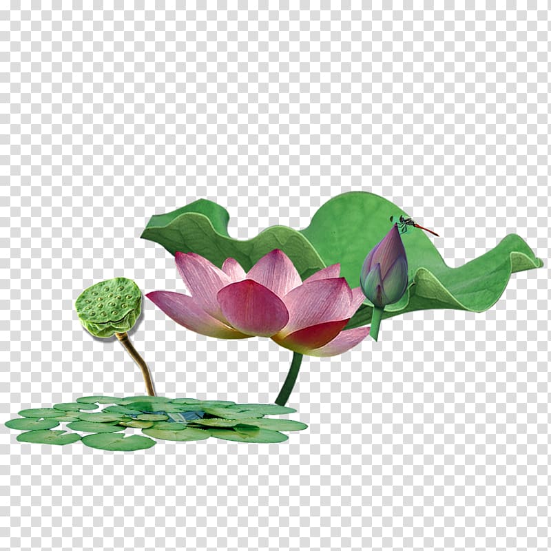 Floral design Poster Green, Lotus plants transparent background PNG clipart