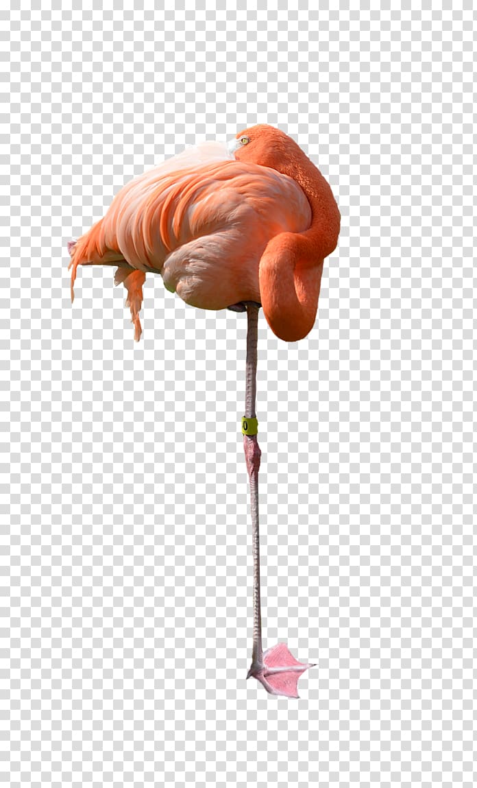 Flamingo , flamingo transparent background PNG clipart