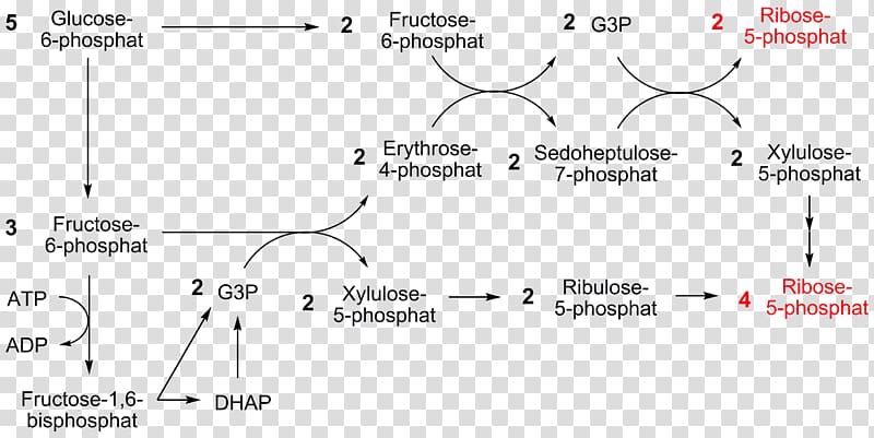 Pentose phosphate pathway Nicotinamide adenine dinucleotide phosphate Oxidative stress Ribose 5-phosphate Calvin cycle, others transparent background PNG clipart
