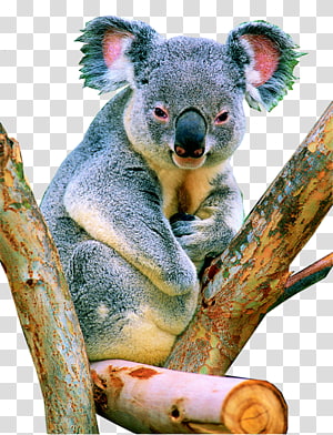 Koala transparent background PNG cliparts free download