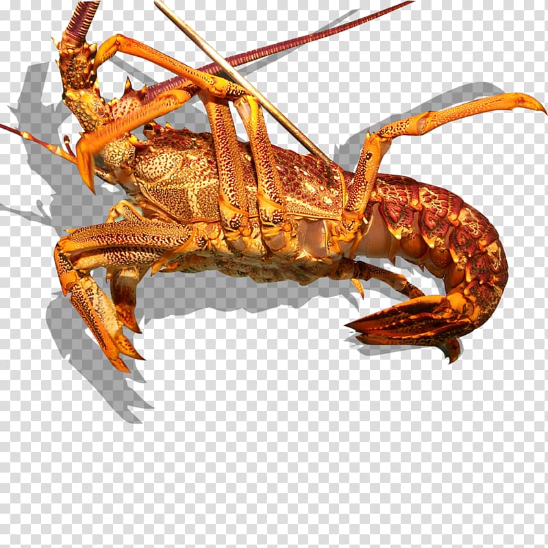 American lobster Palinurus Dungeness crab Crayfish, Lobsters transparent background PNG clipart