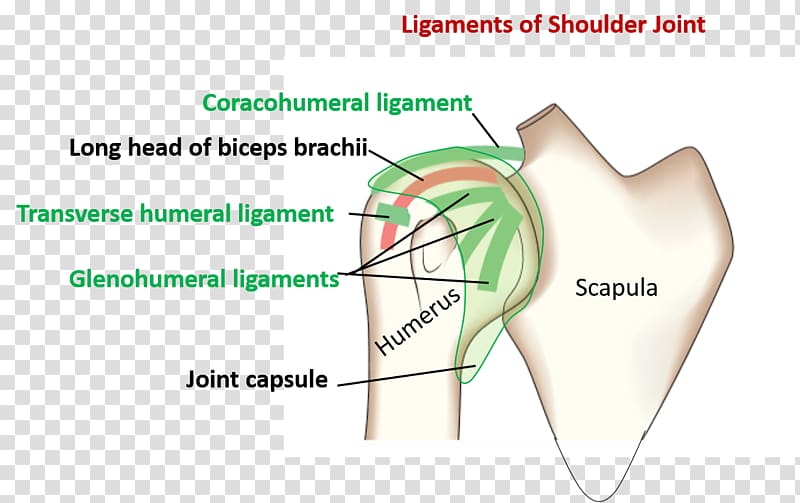 Shoulder joint Glenohumeral ligaments Anatomy, others transparent background PNG clipart