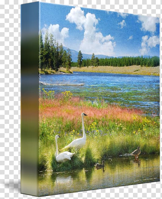 Water resources Cygnini Pond Painting Ecosystem, painting transparent background PNG clipart