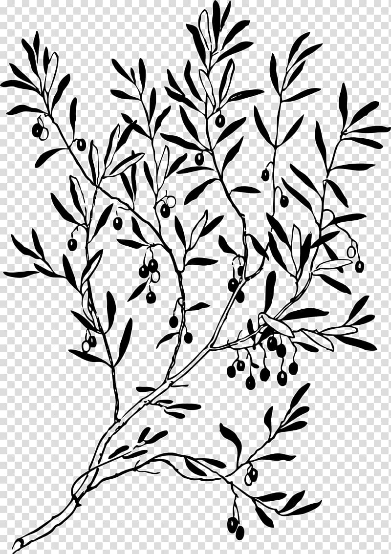 Olive branch Line & Form , olive leaf transparent background PNG clipart