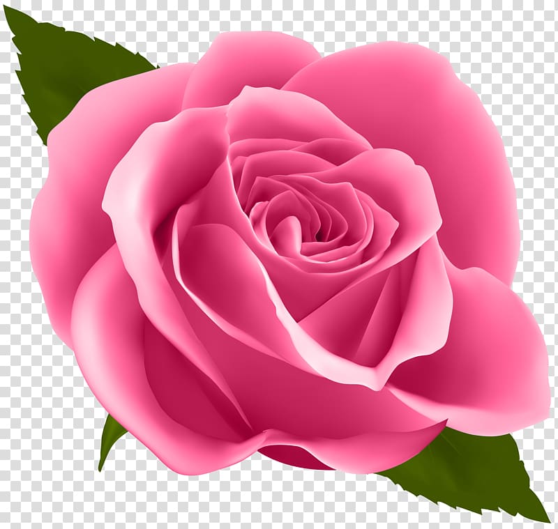 Flower Drawing Floral design, Pink Rose transparent background PNG clipart